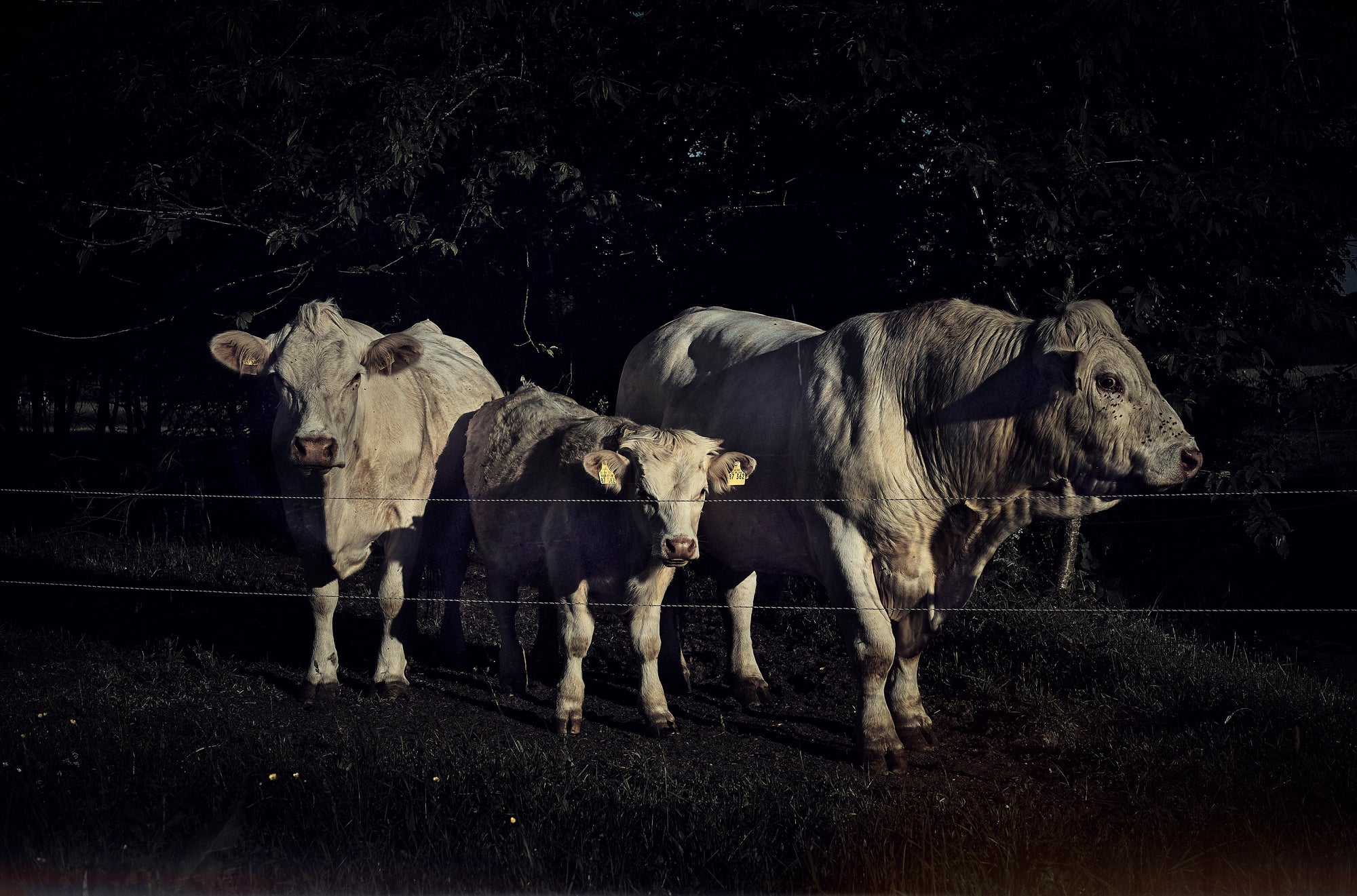 Fine art photography by Frank Kayser – ghostly cows in the shadows of the Rhön landscape.