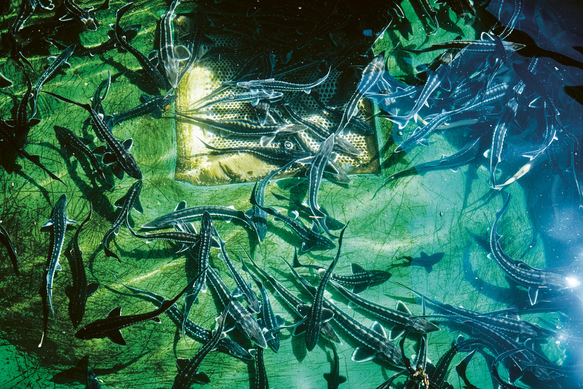 Fine art photography by Frank Kayser – young sturgeons in shimmering green water, symbolizing the origin of Rhön caviar culture.
