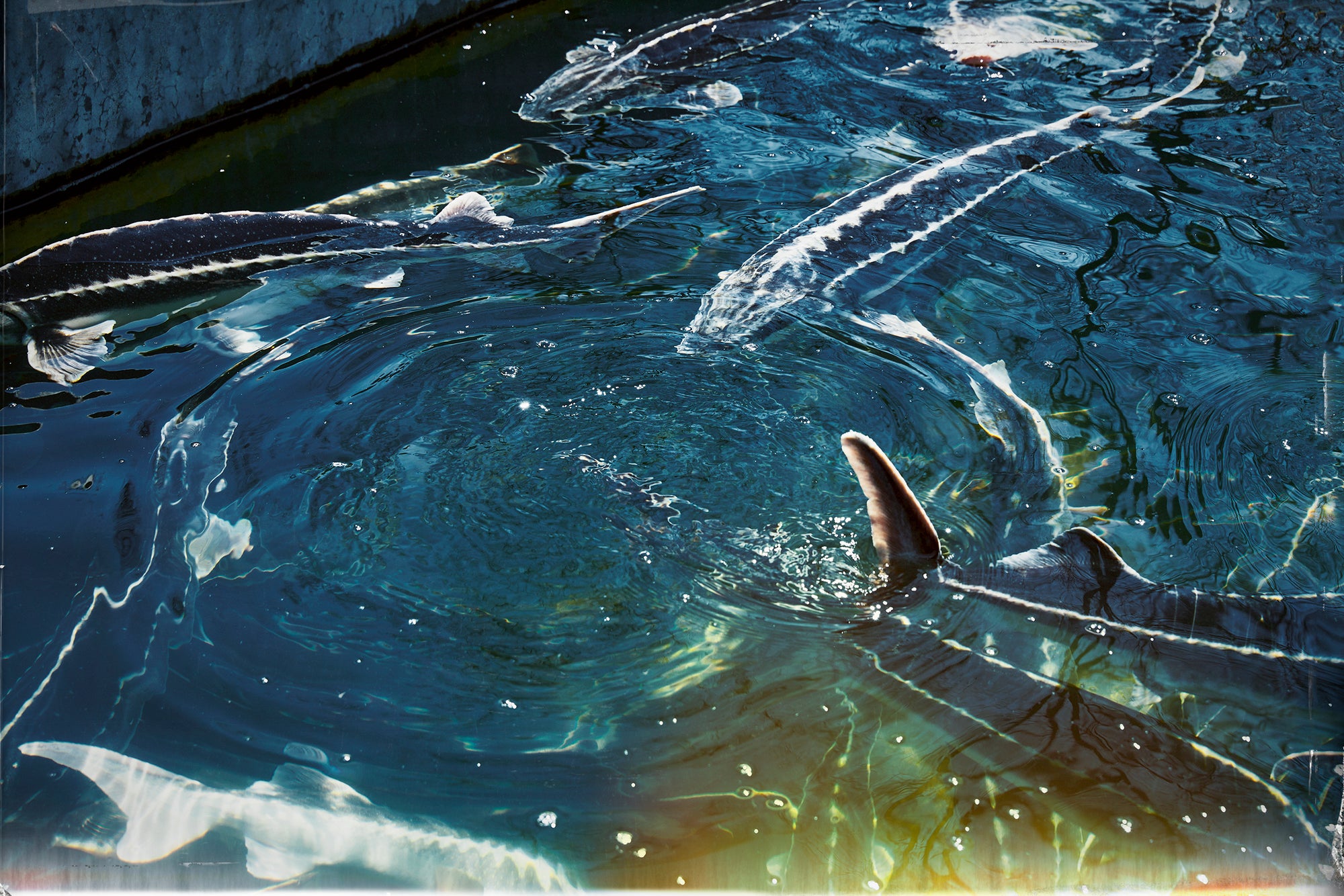 Fine art photography by Frank Kayser – sturgeons gliding through deep blue waters, reflecting Rhön’s culinary heritage.