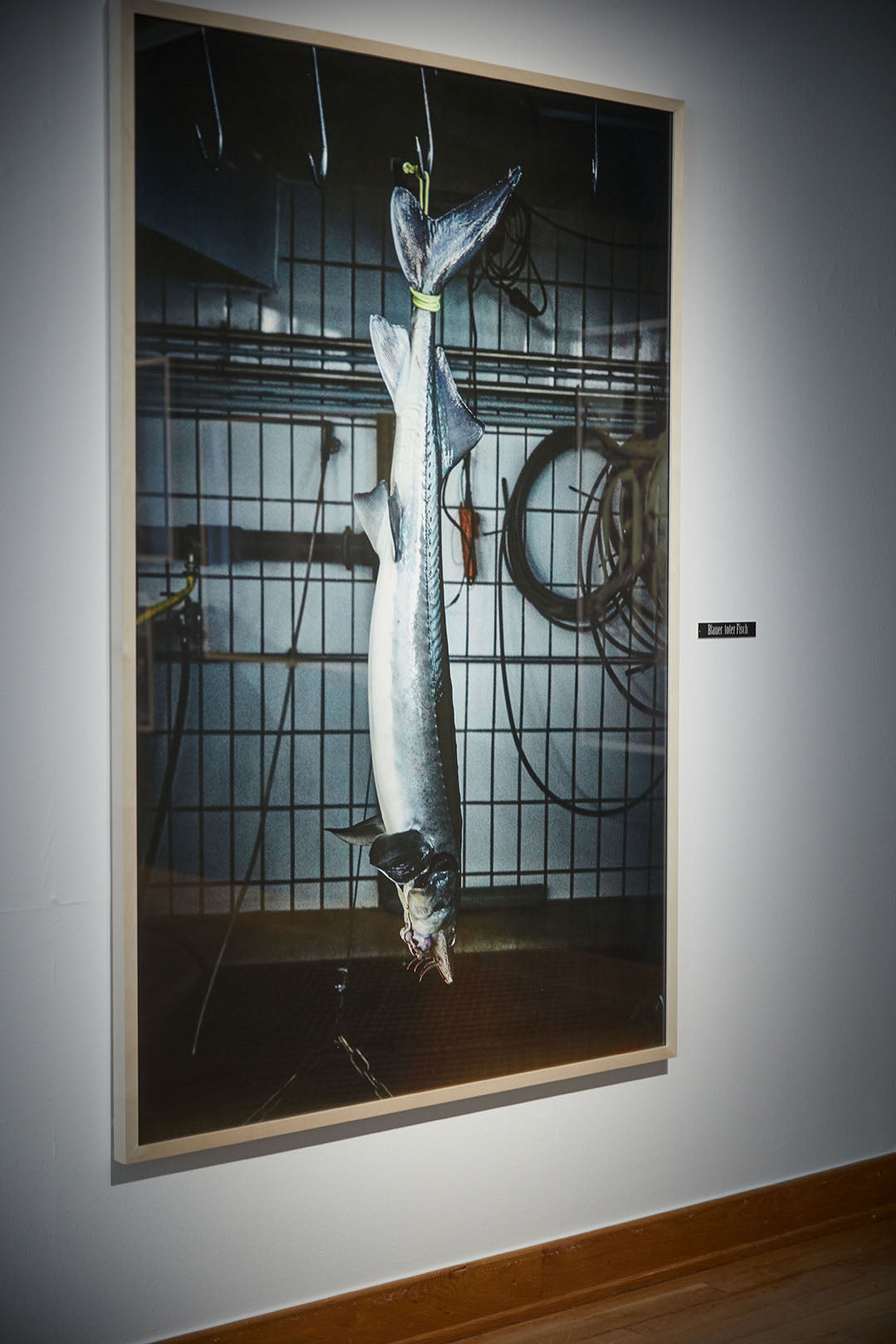 Fine art photography by Frank Kayser – a sturgeon suspended in silence, symbol of dignity and mortality.