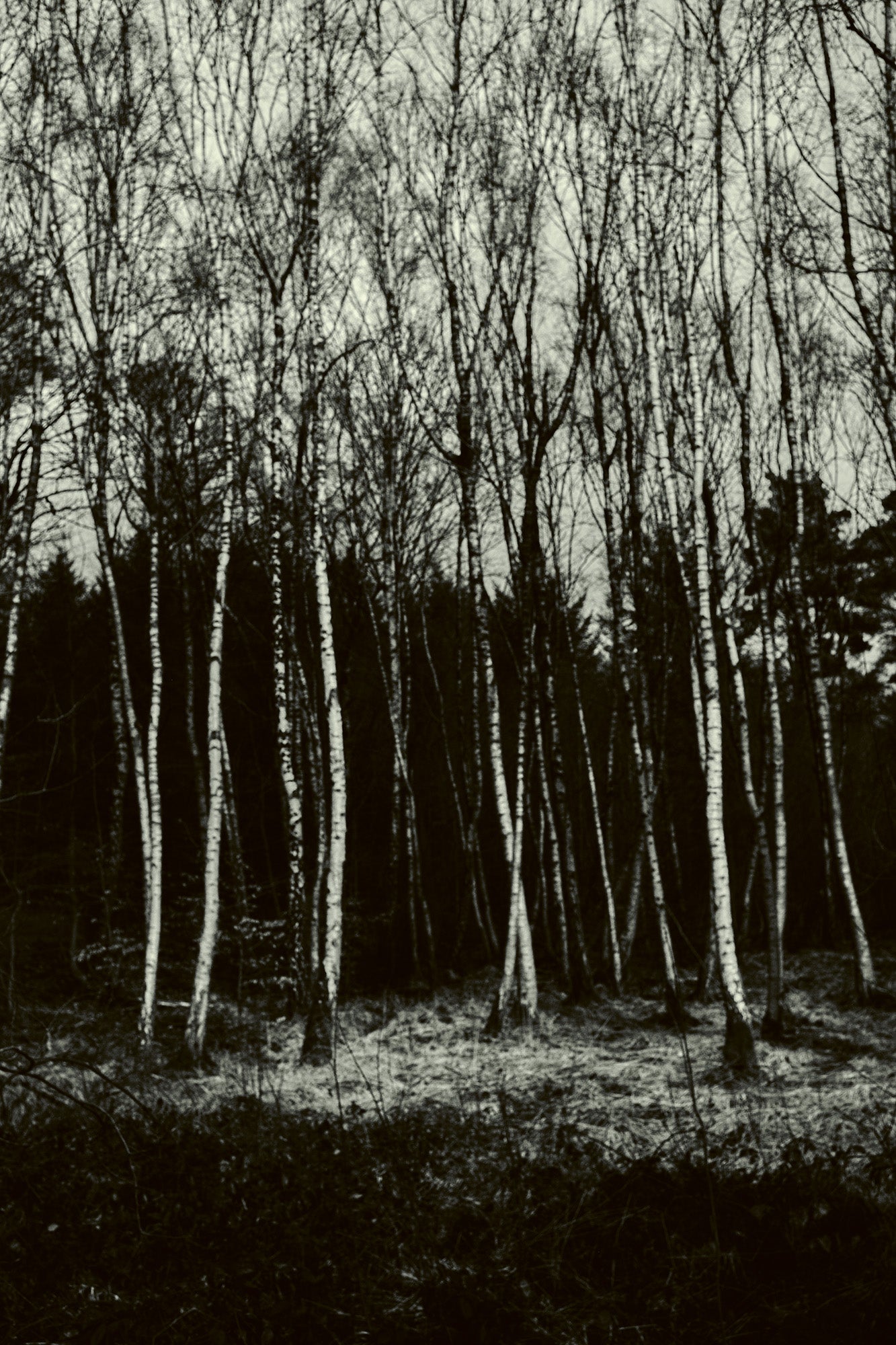 Fine art photography by Frank Kayser – a grove of slender silver birch trees in winter light, symbolizing the resilience and elegance of Rhön forests.