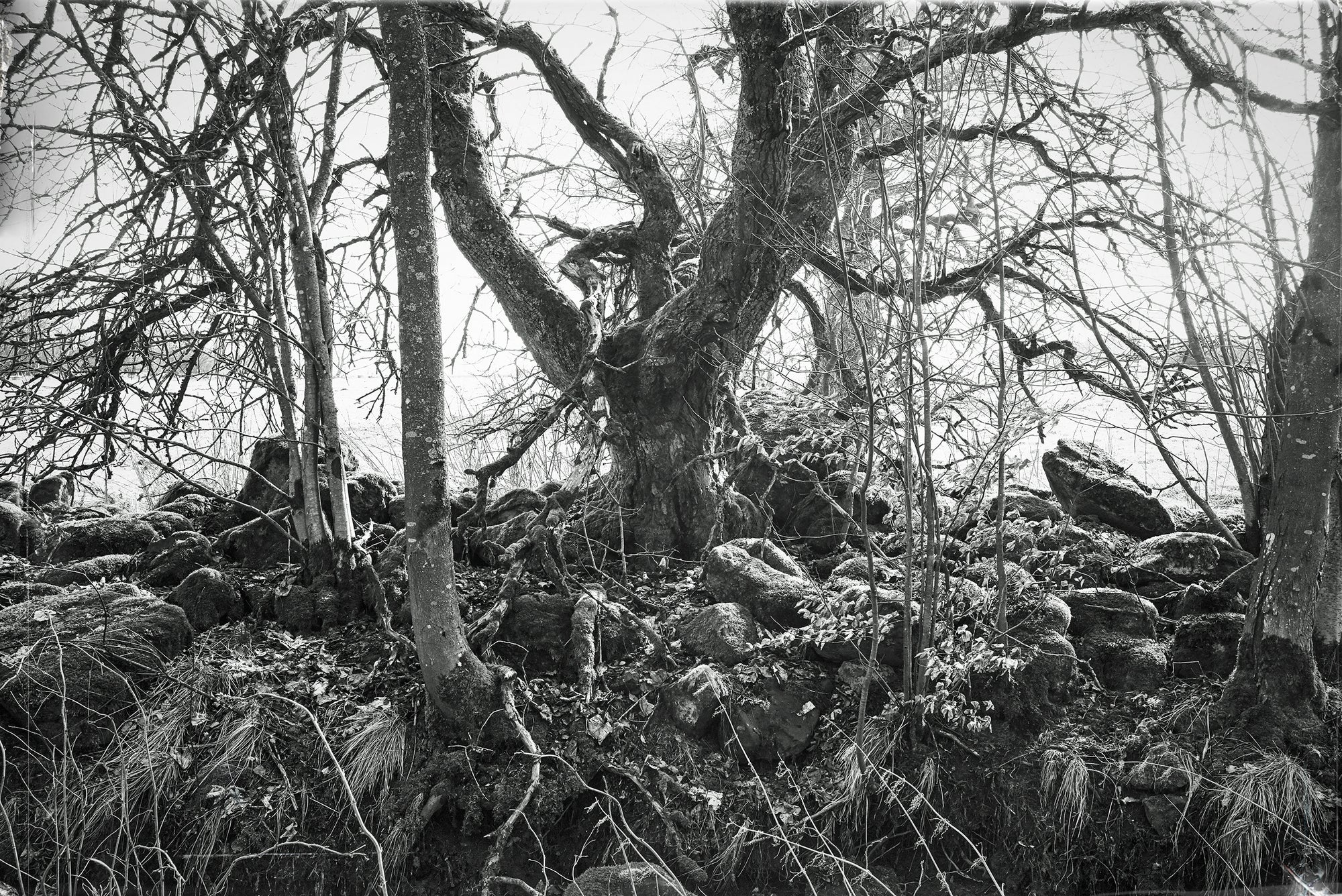 Fine art photography by Frank Kayser – ancient tree with gnarled branches and roots entwined in volcanic rocks of the Rhön.