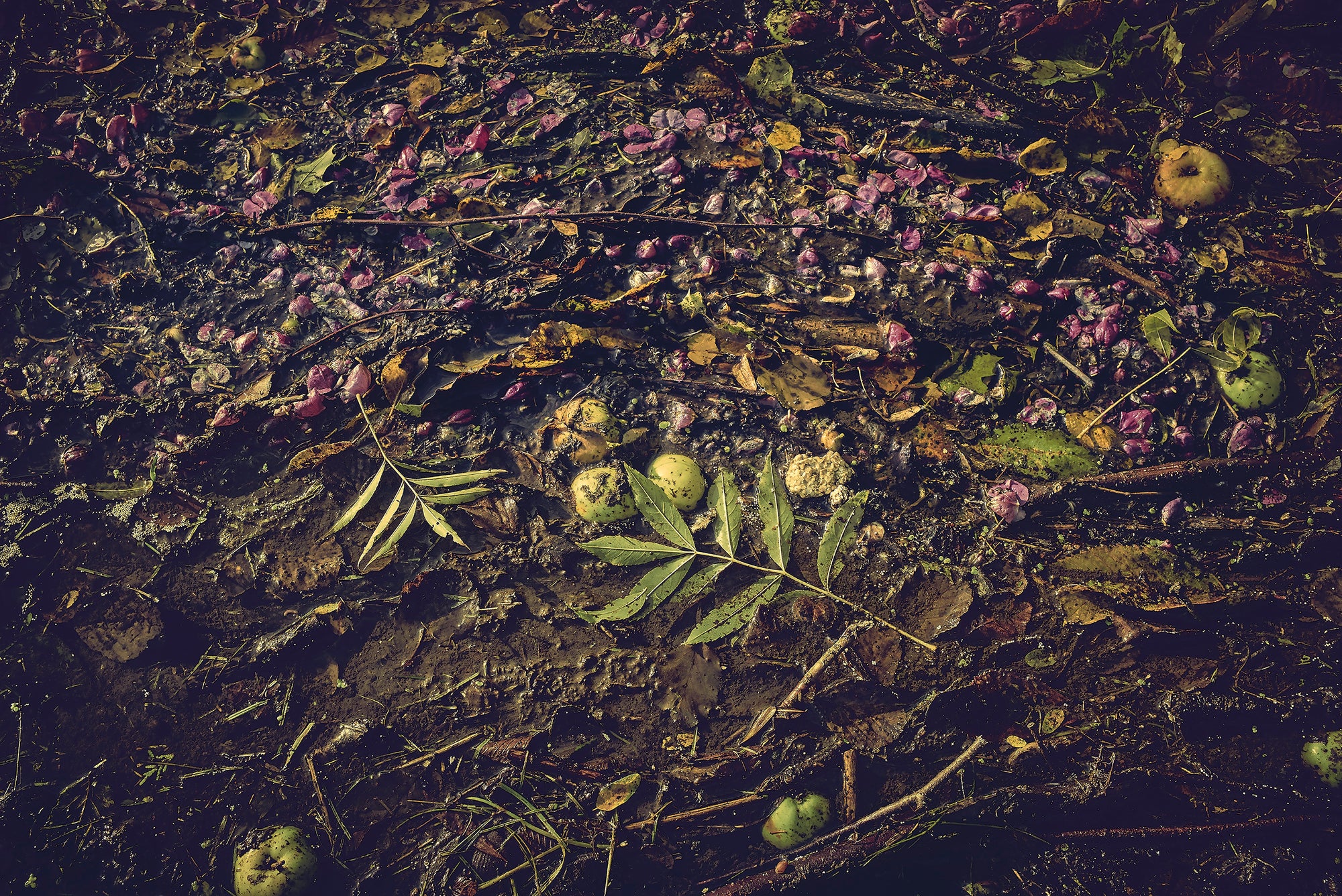 Fine art photography by Frank Kayser – fallen apples, leaves, and blossoms decaying on the forest ground, symbolizing the cycle of life and death in the Rhön.