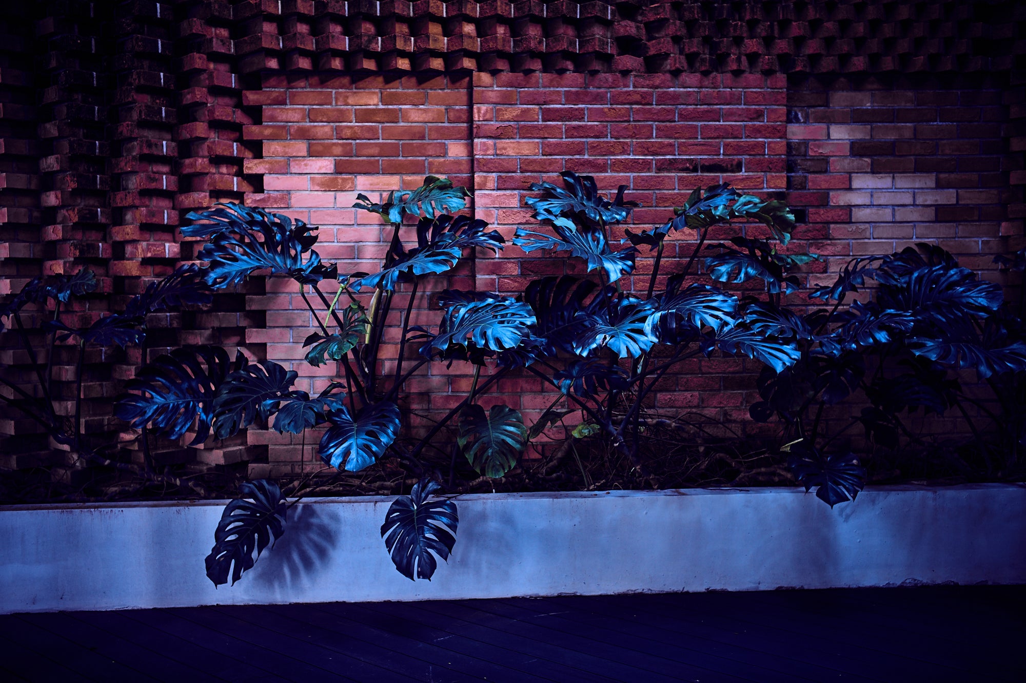 Fine art photography by Frank Kayser – tropical foliage in deep indigo tones against a textured brick wall in Singapore, abstract botanical fine art wall piece.