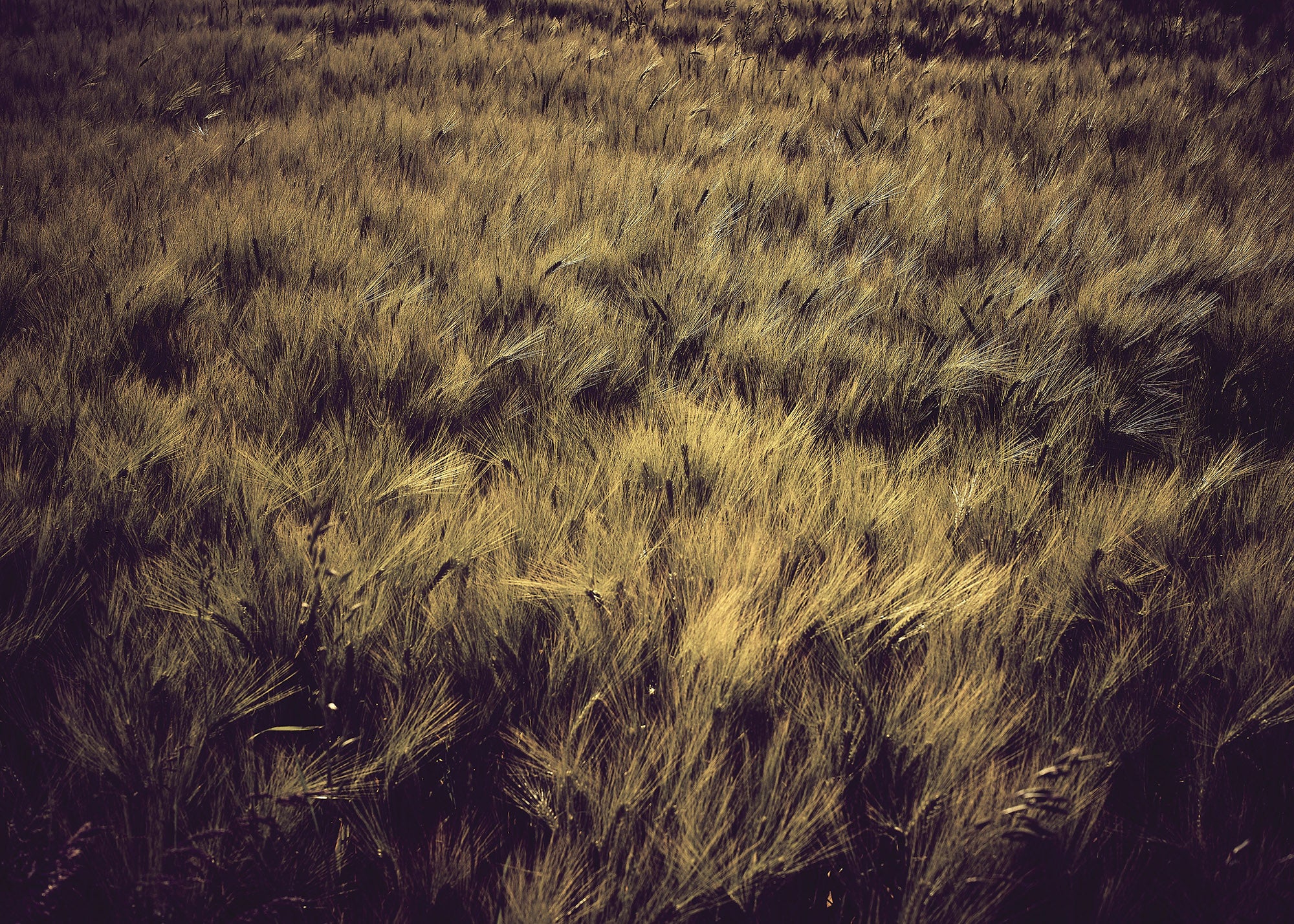 # Fields of Gold