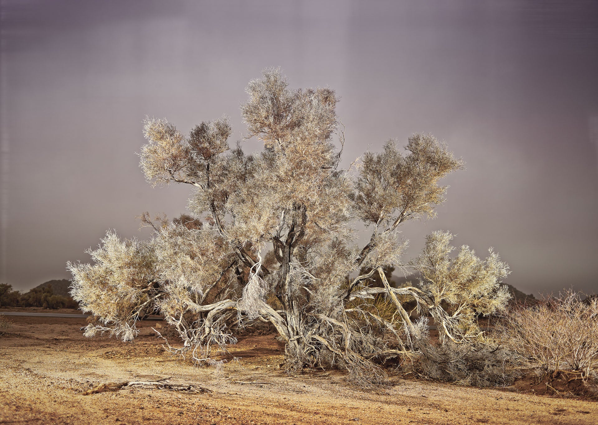 Unique desert tree in Joshua Tree National Park, illuminated dramatically.