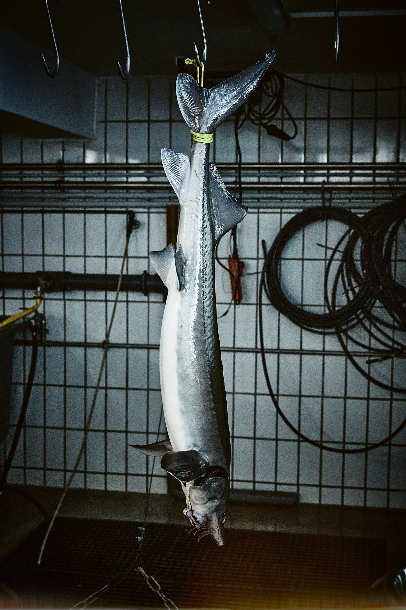 # Blue Fish