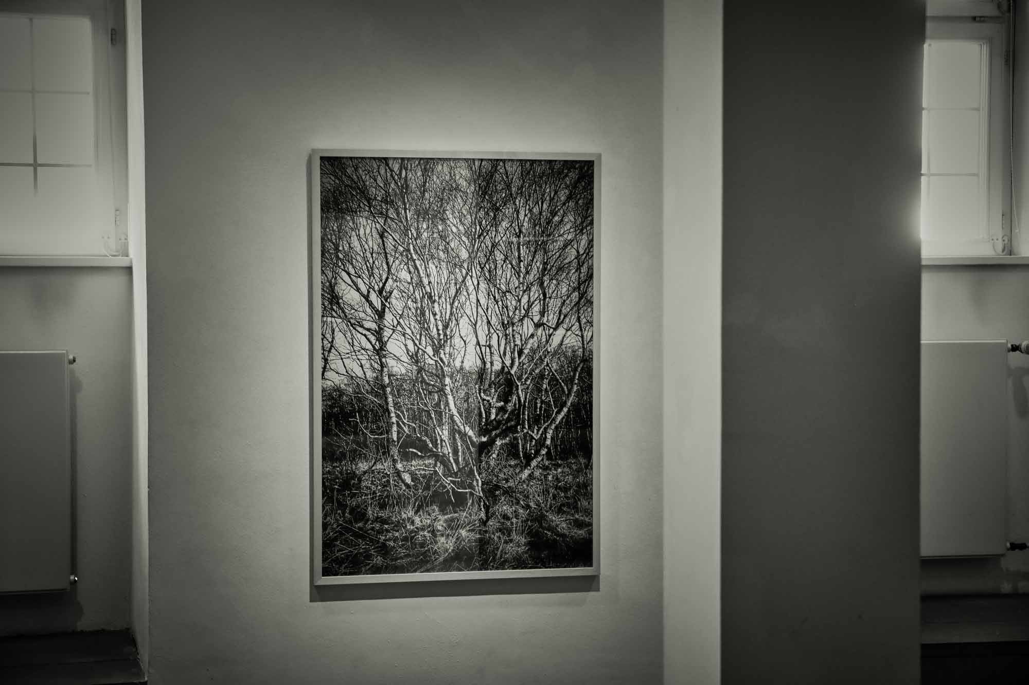# Funky Birch
