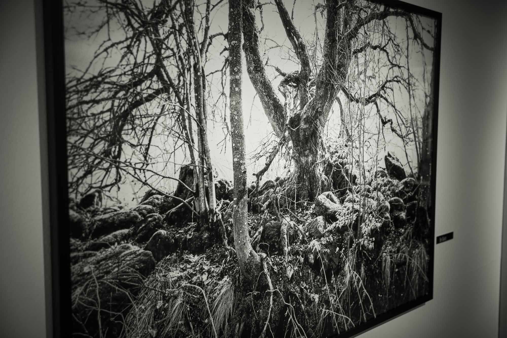 # Rhönbaum