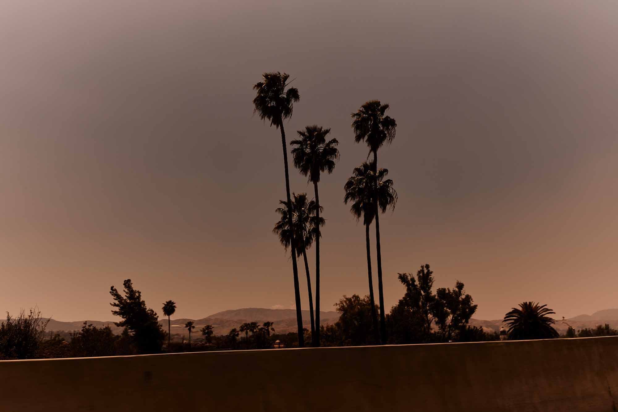 # five Palms