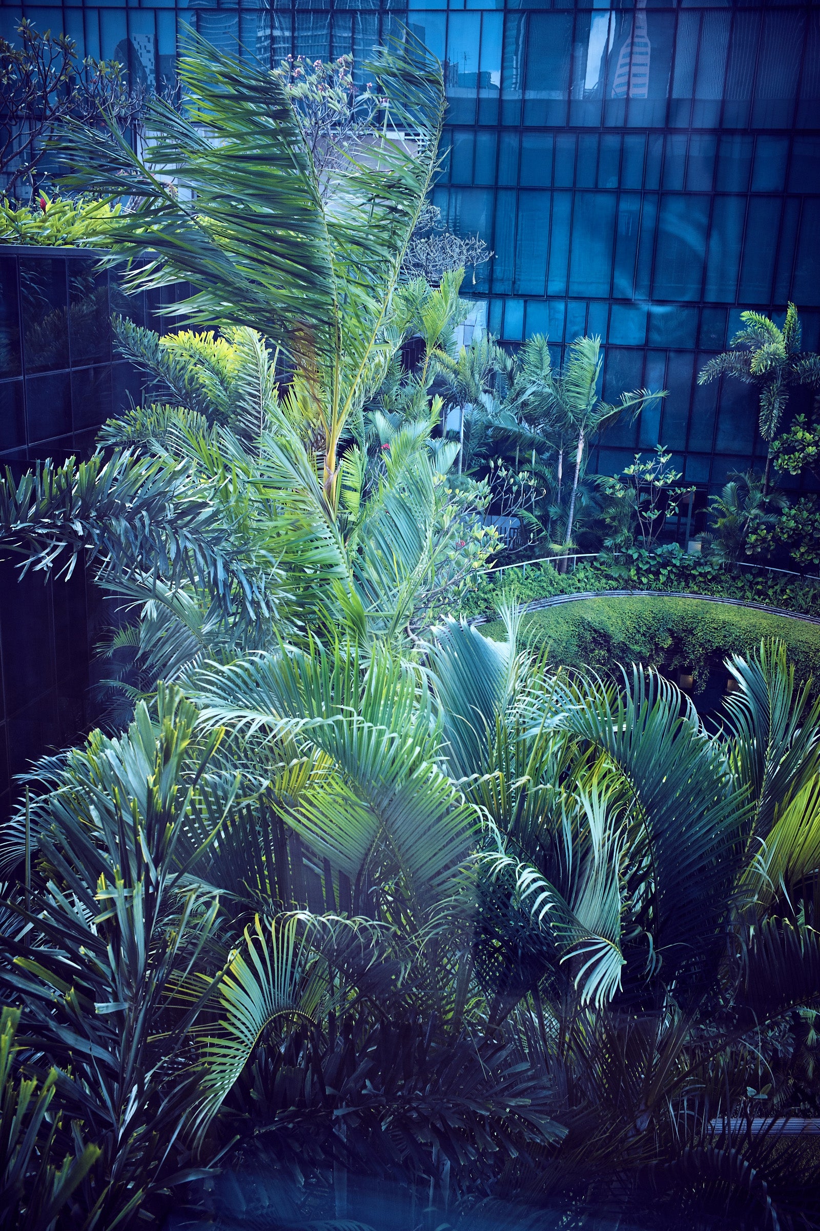 #Blue Palms